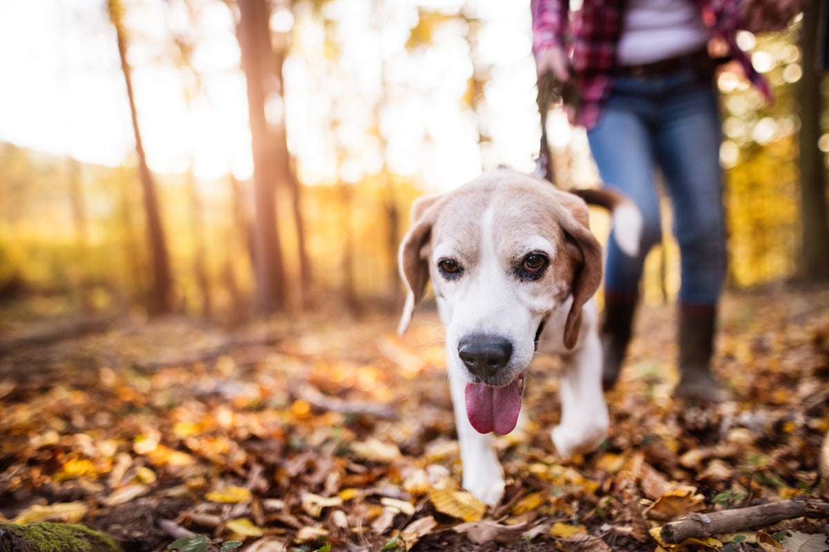 Arthrose du chien : comment soulager ?