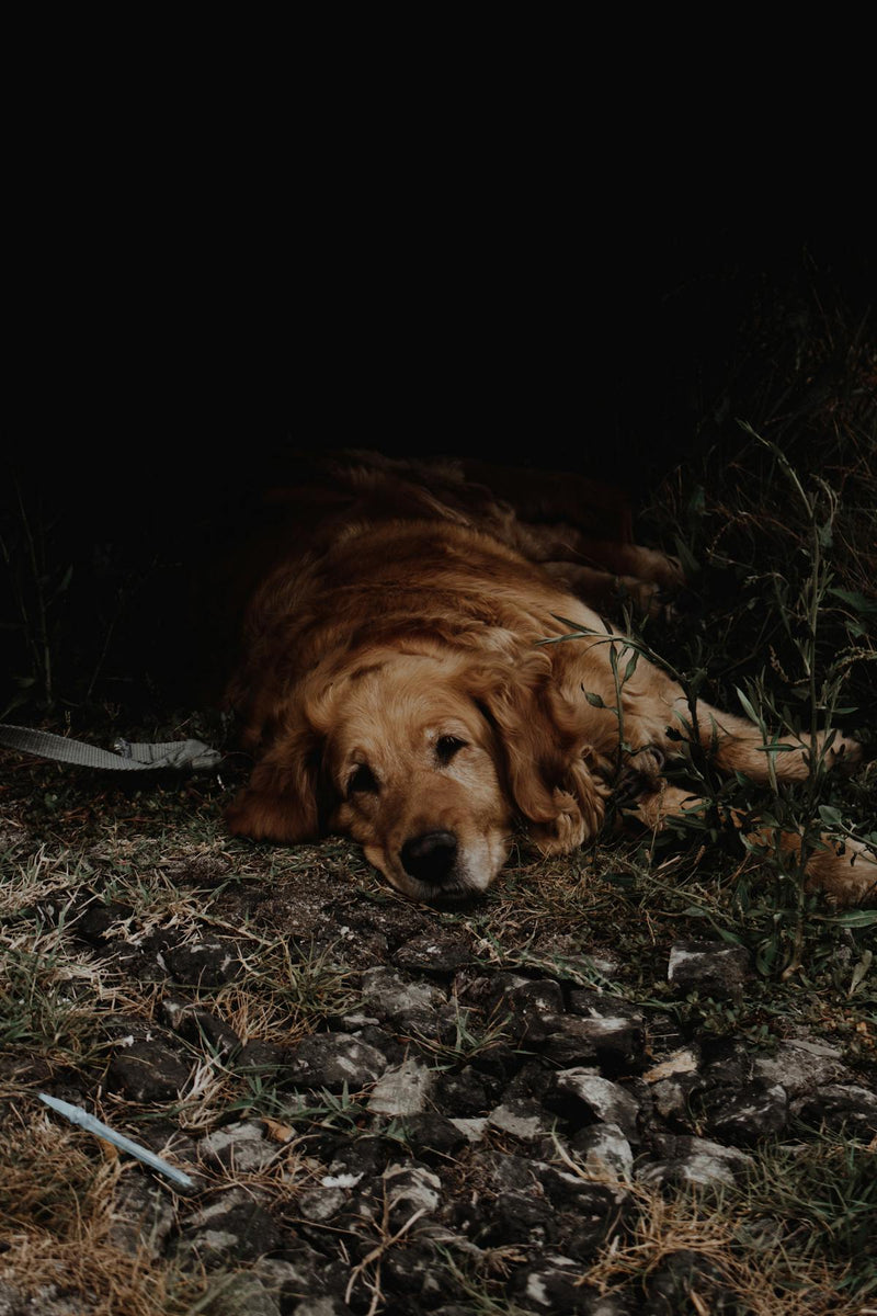 Mon chien boite : causes et solutions naturelles