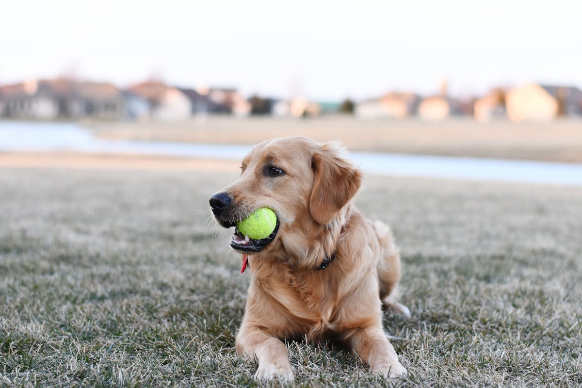 Mauvaise haleine chez le chien senior : causes et que faire