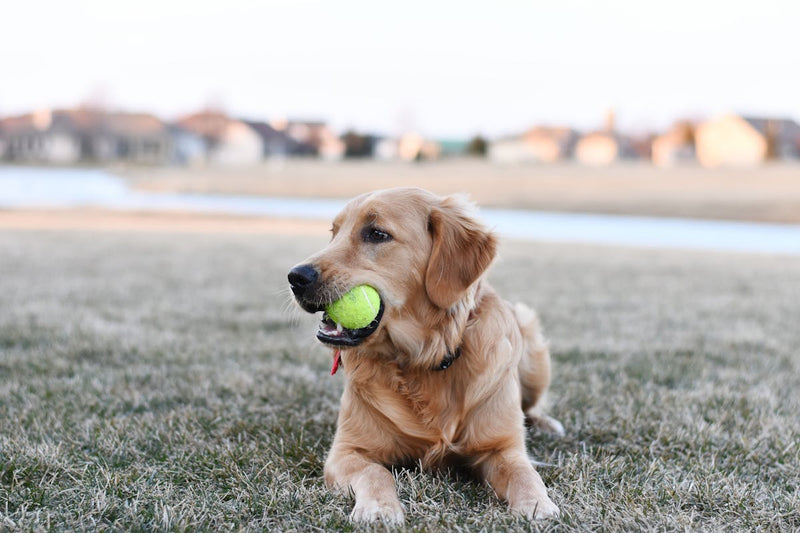 Mauvaise haleine chez le chien senior : causes et que faire