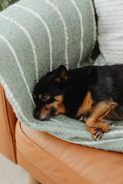 Chien anxieux la nuit : comprendre et apaiser votre compagnon