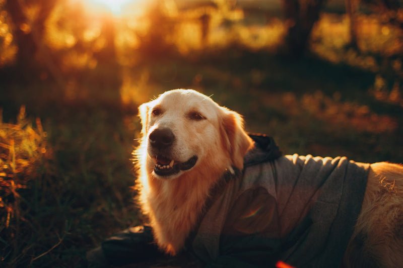 Omega 3 pour chien : bienfaits et dosage