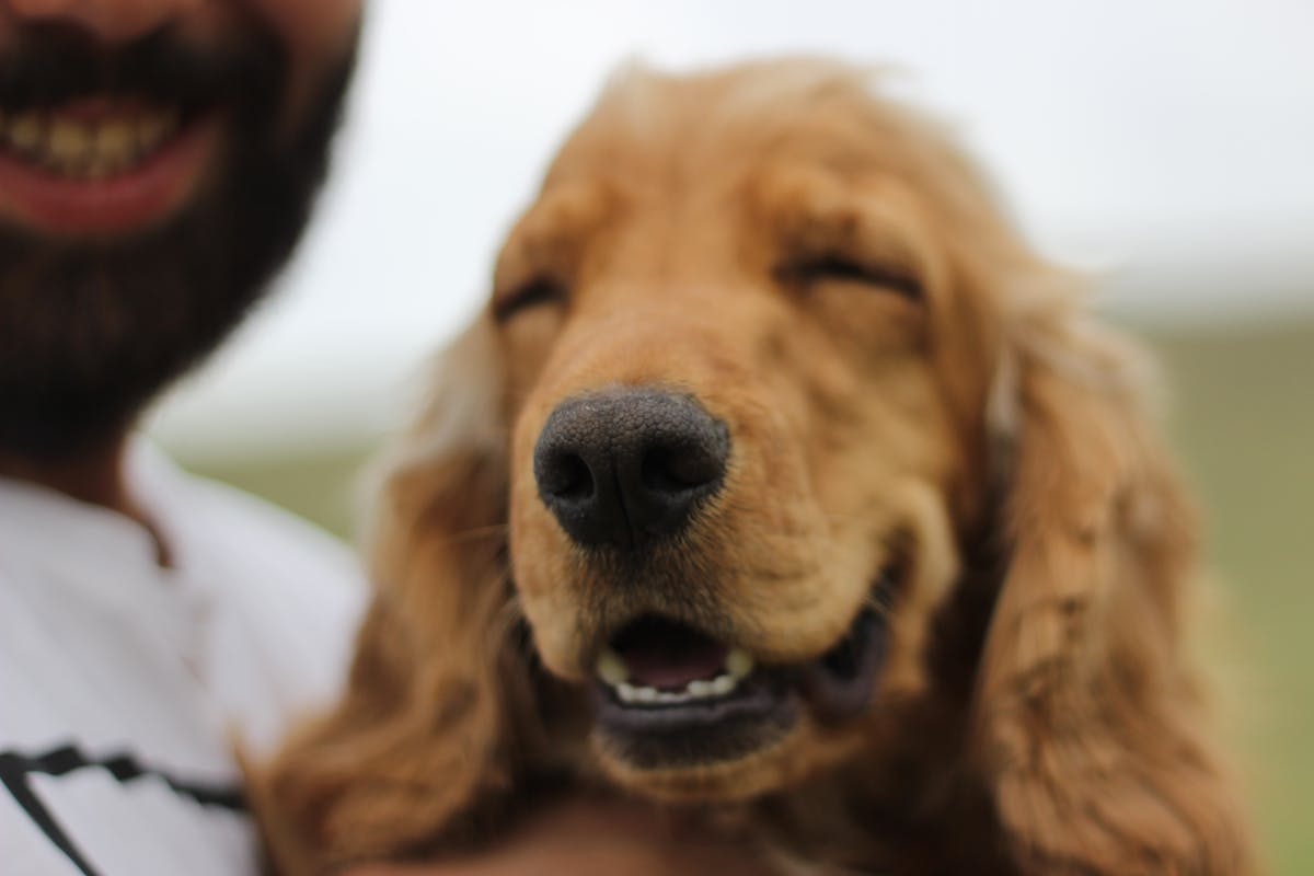 Complement articulaire chien senior : le guide complet