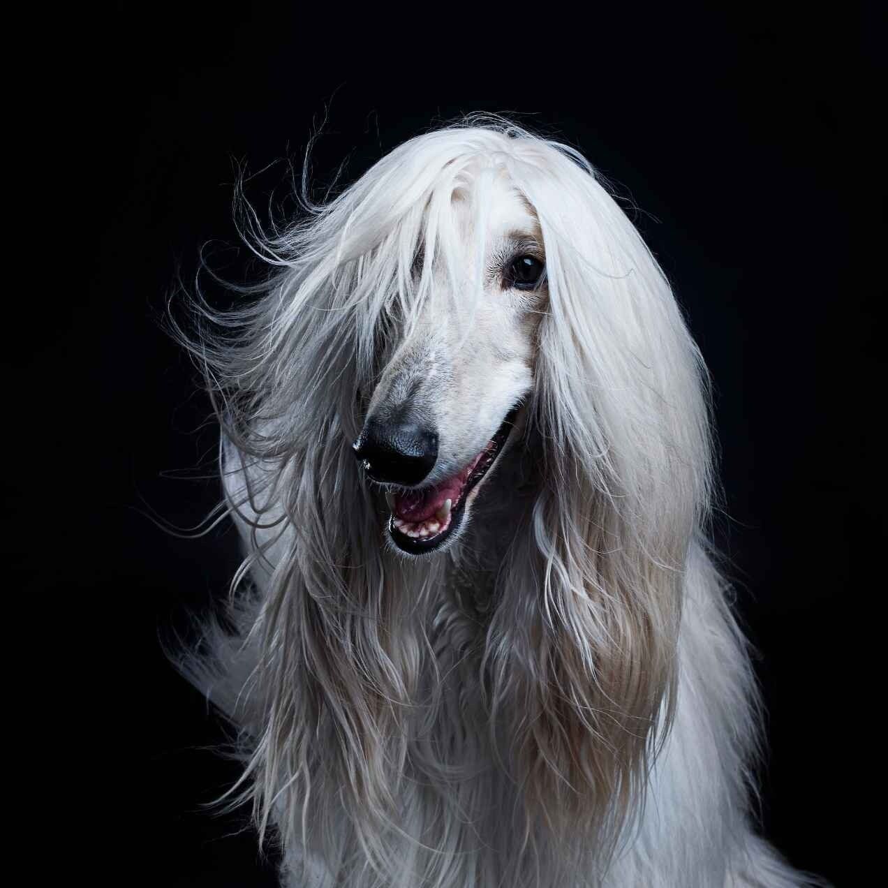Shampoing Professionnel Anti-Démangeaisons pour Chien 300ml - Vetocanis