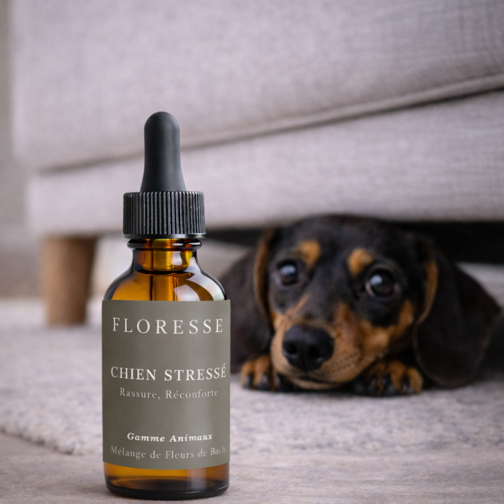 Fleurs de Bach Chien Stressé