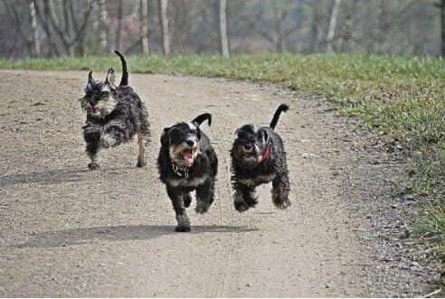 Senior VitaePlus - Vitalité  Santé pour Chiens  Chats Protection des Articula... - Vue 5