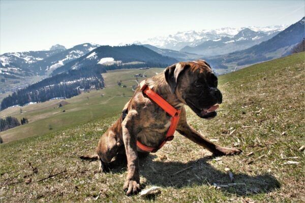 Senior VitaePlus - Vitalité  Santé pour Chiens  Chats Protection des Articula... - Vue 7