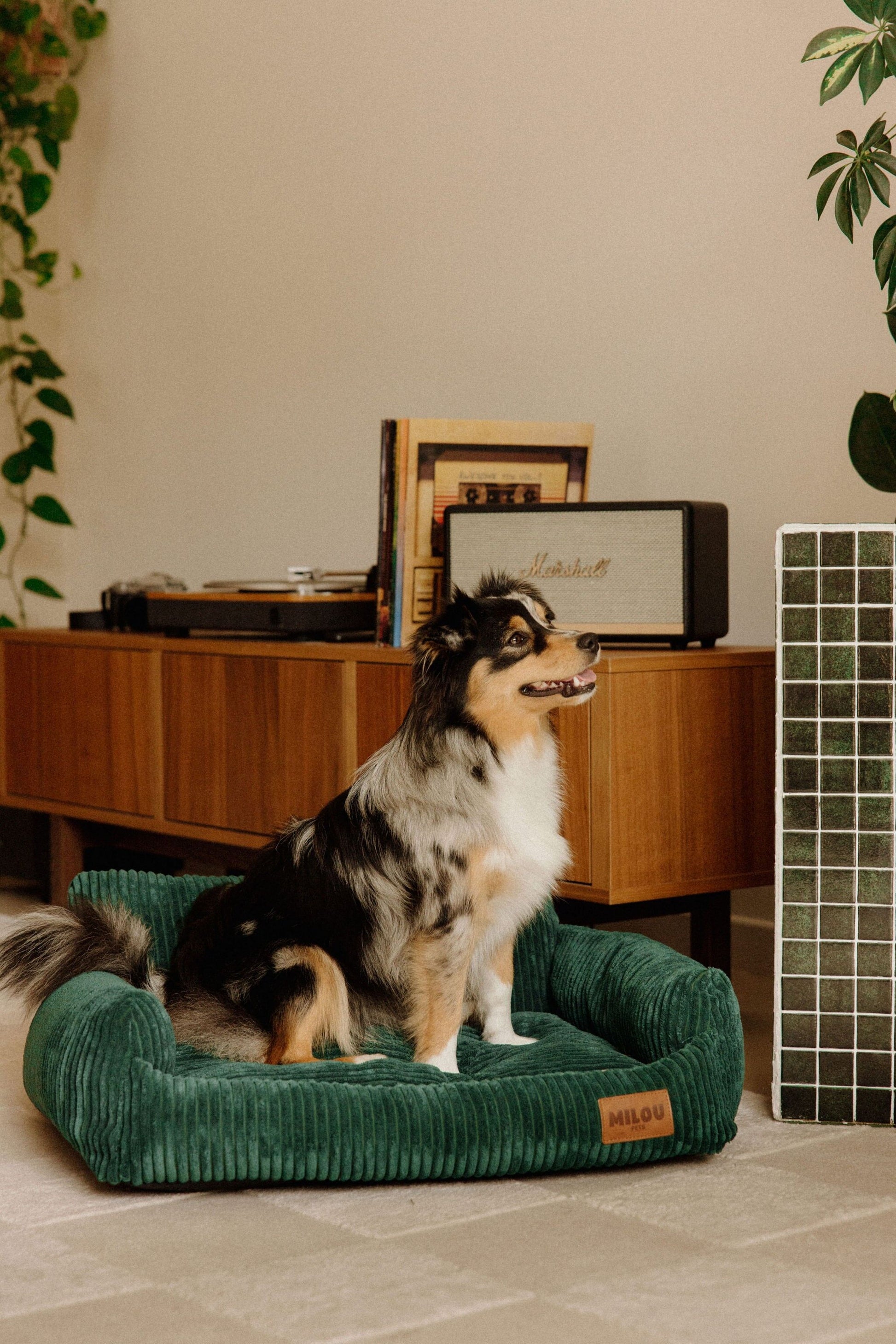 Panier orthopédique pour chien vert - Velours tricoté 100% recyclé - Milou Pets