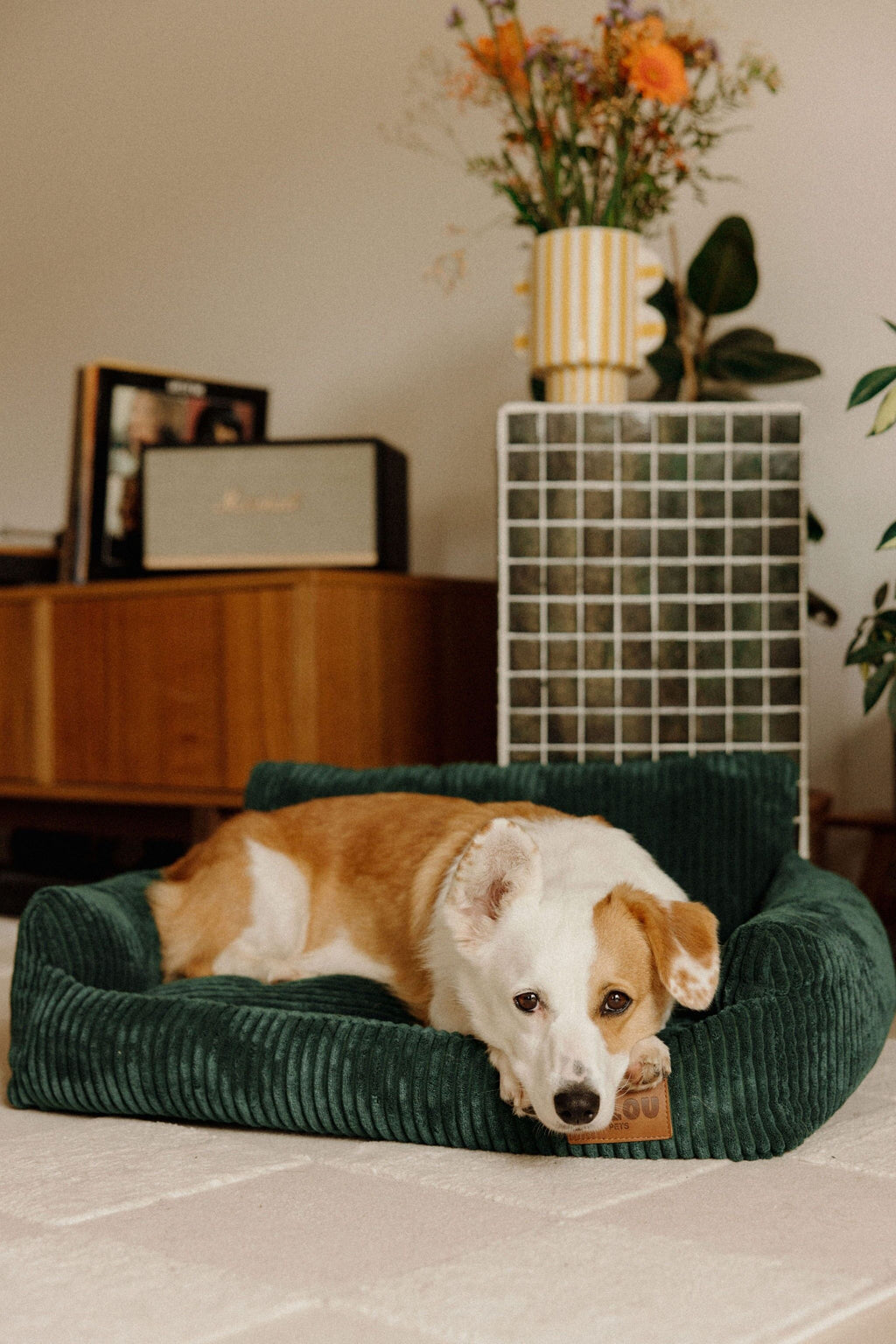 Panier orthopédique pour chien vert - Velours tricoté 100% recyclé - Milou Pets