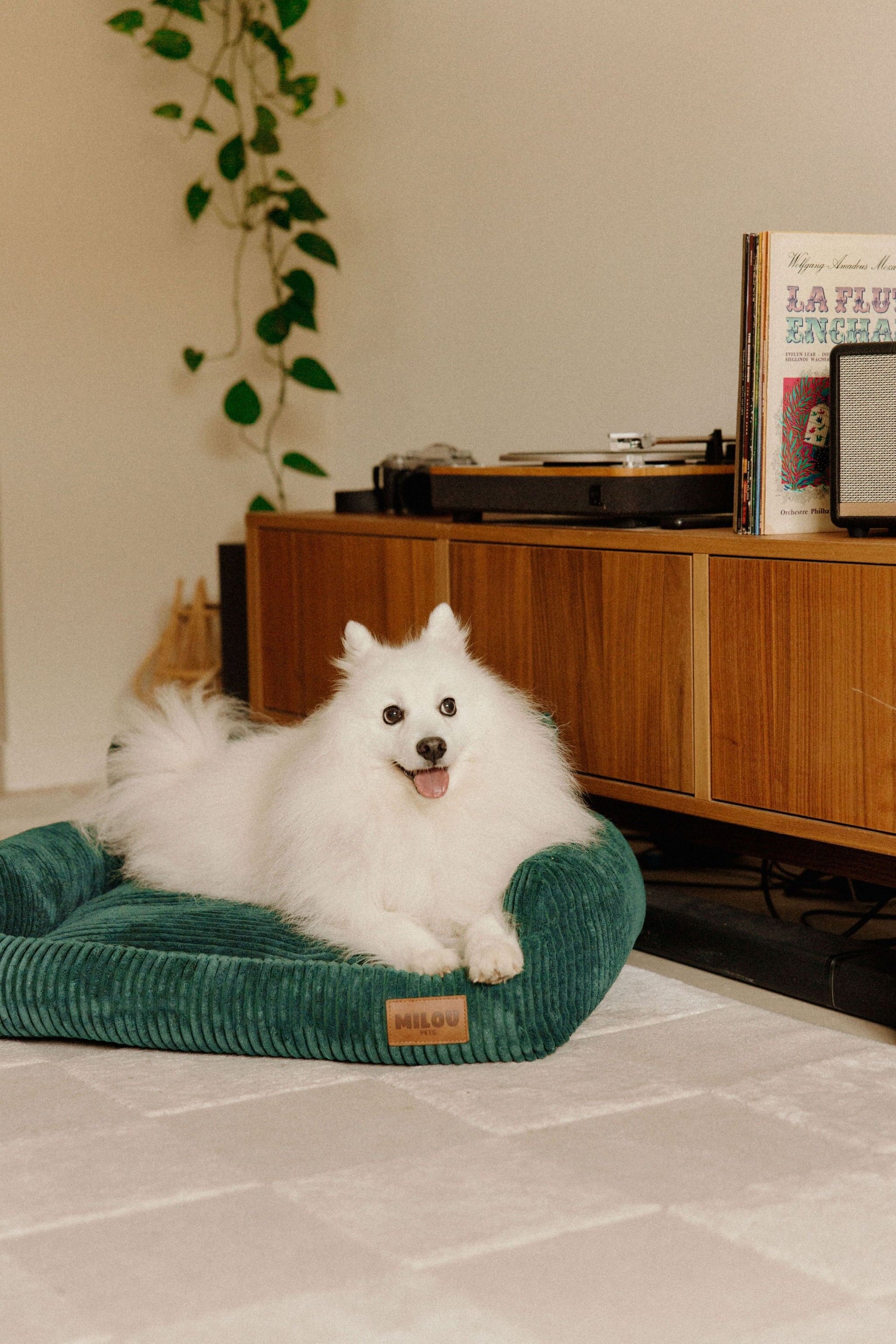 Panier orthopédique pour chien vert - Velours tricoté 100% recyclé - Milou Pets