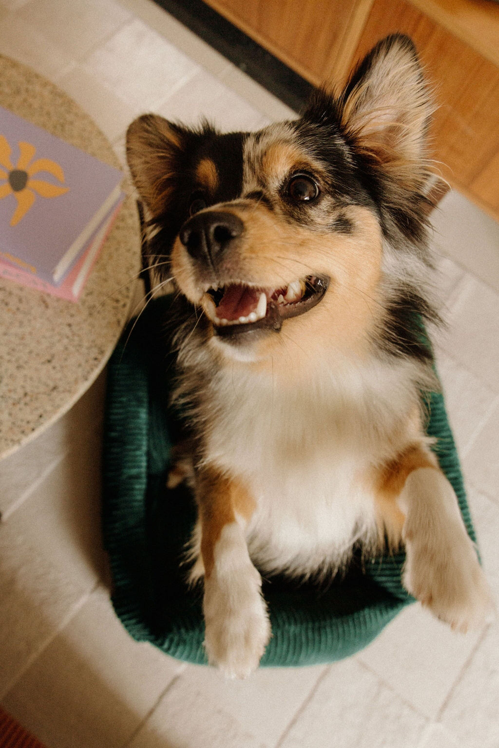 Panier orthopédique pour chien vert - Velours tricoté 100% recyclé - Milou Pets