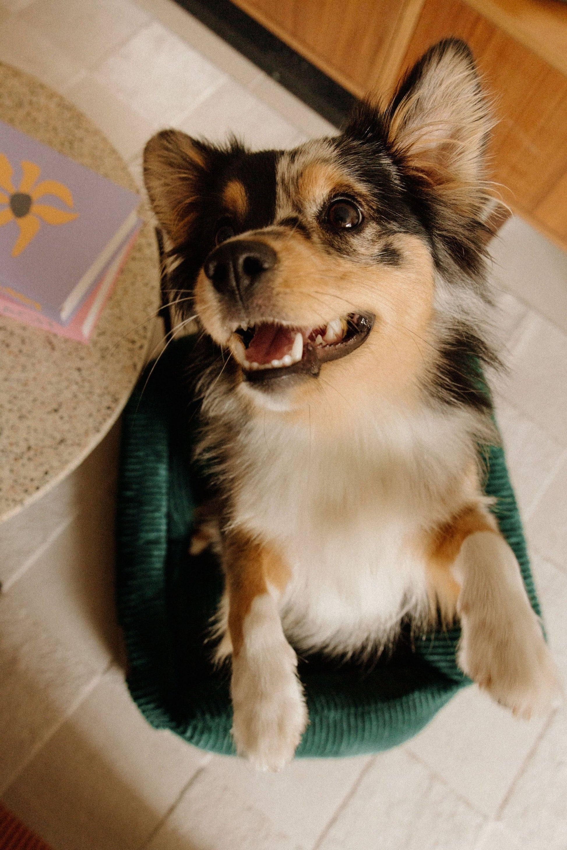 Panier orthopédique pour chien vert - Velours tricoté 100% recyclé - Milou Pets