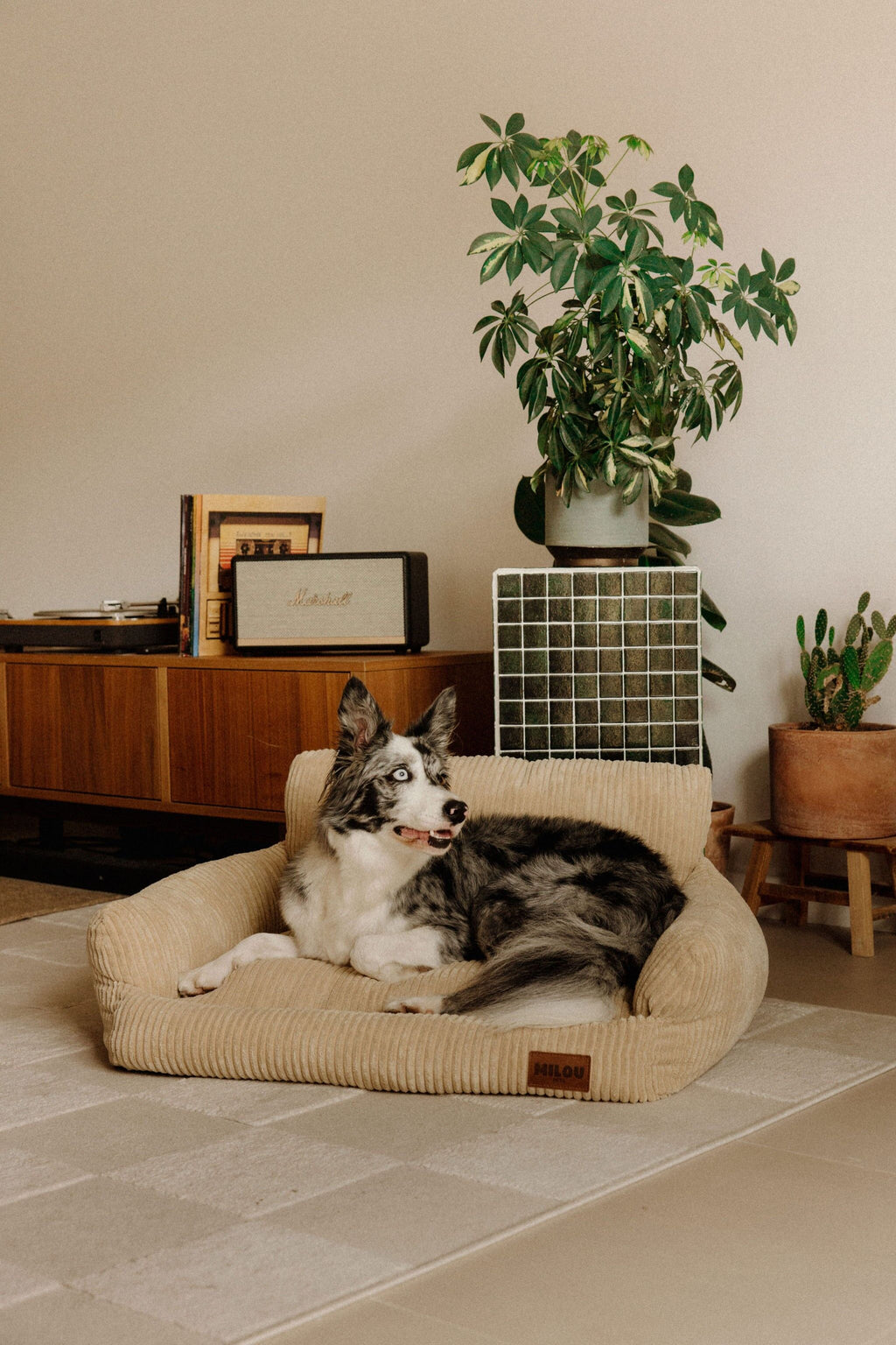 Panier orthopédique pour chien beige - Velours tricoté 100% recyclé - Milou Pets
