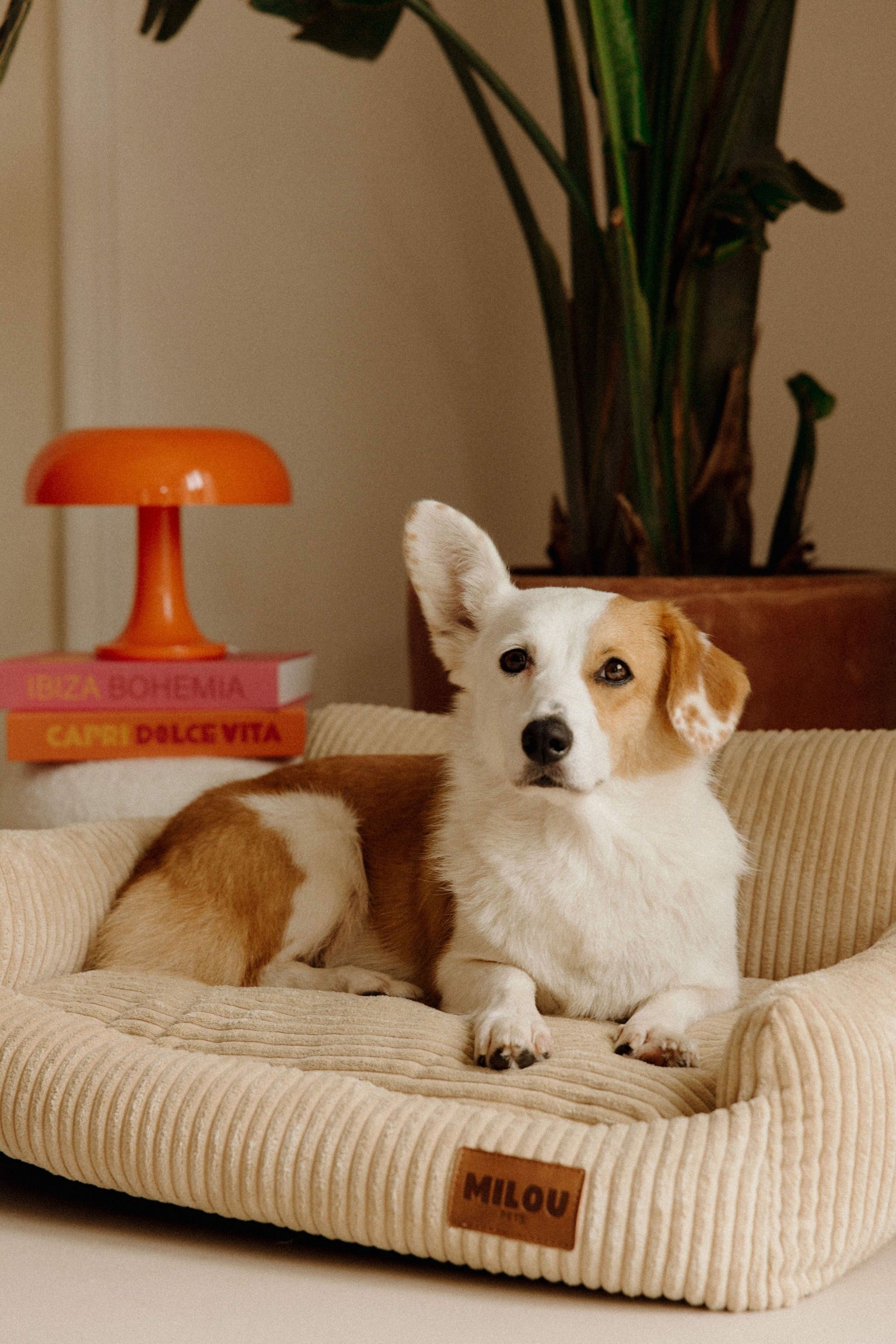 Panier orthopédique pour chien beige - Velours tricoté 100% recyclé - Milou Pets