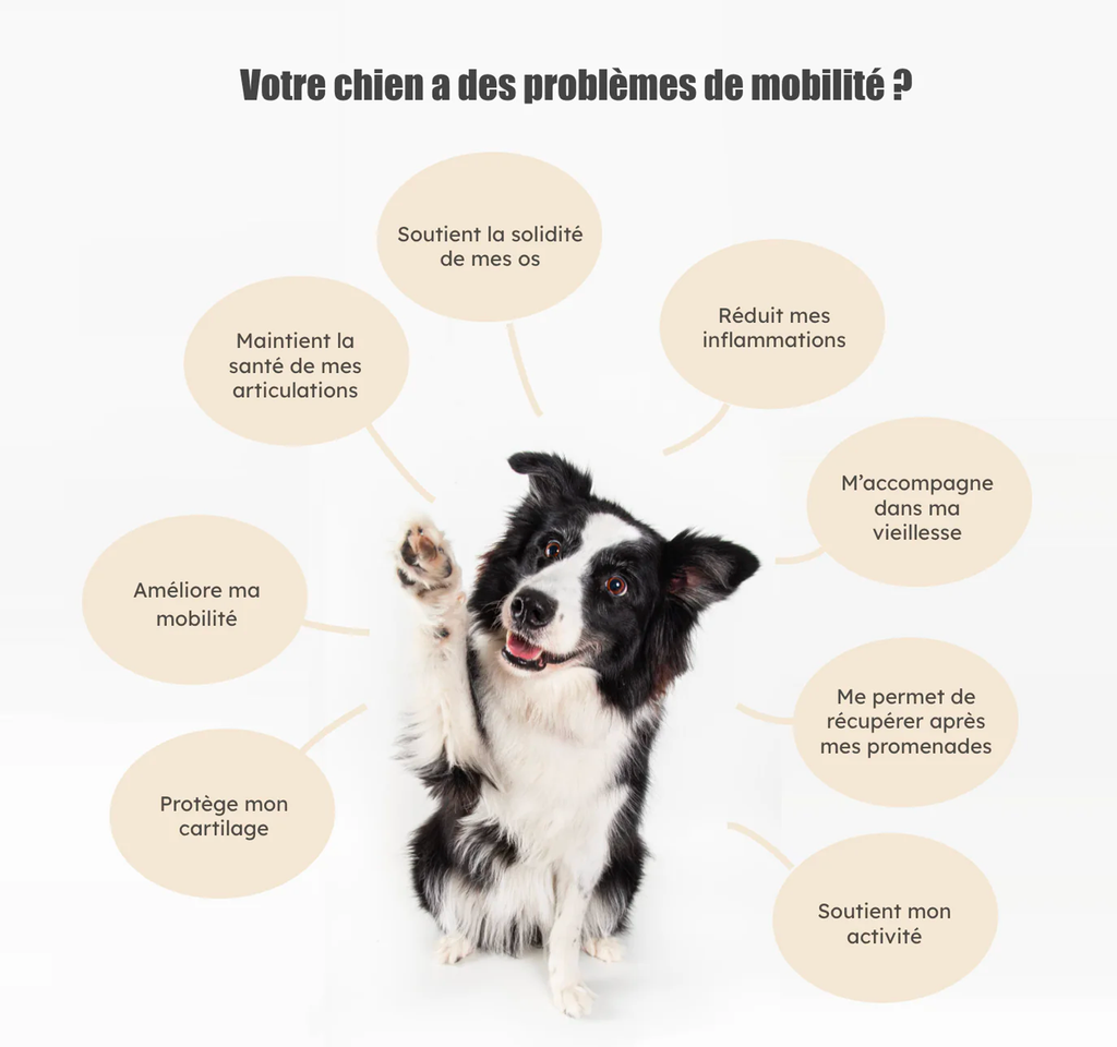 Formule Articulations pour chien - Hatchi - Hatchi