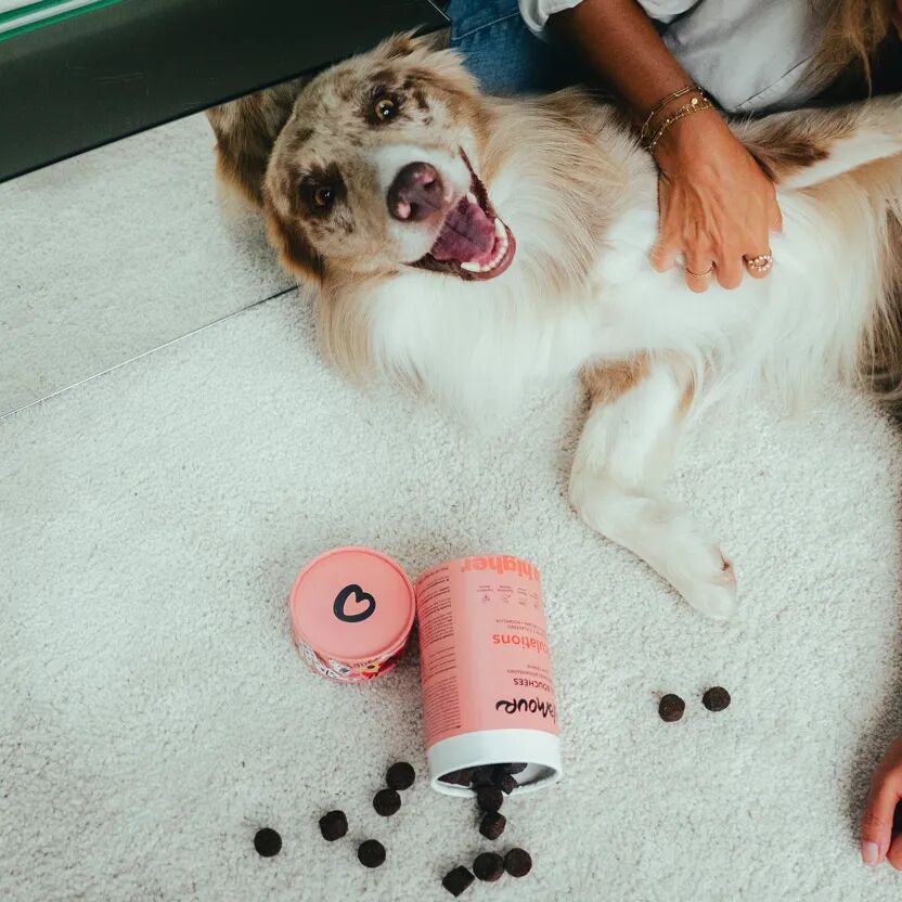 Bouchees Soutien Articulaire pour chien - Delamour - Delamour