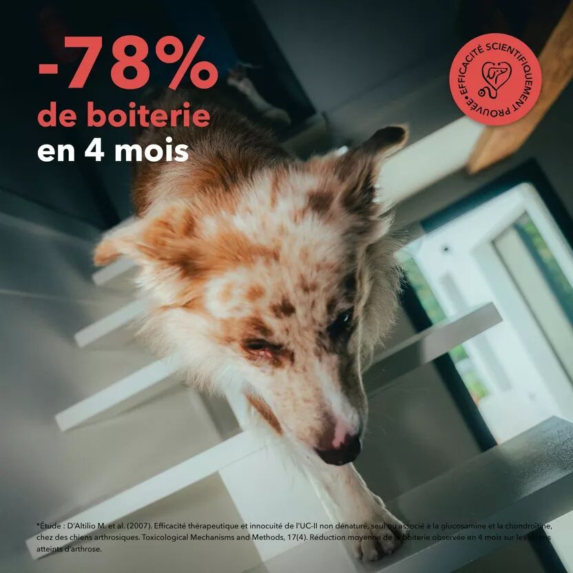 Bouchees Soutien Articulaire pour chien - Delamour - Delamour