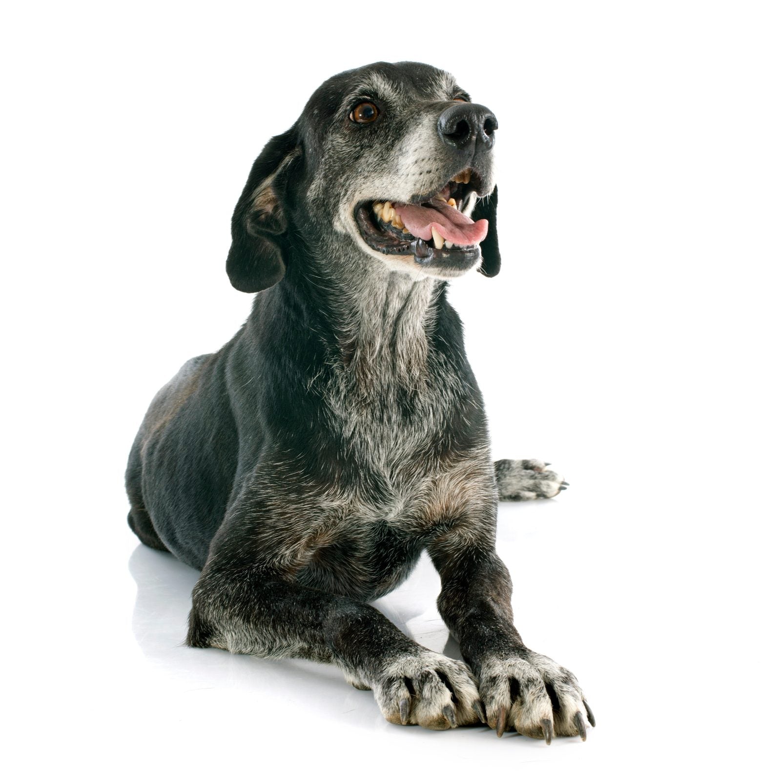 Chien senior au museau grisonnant, attentif