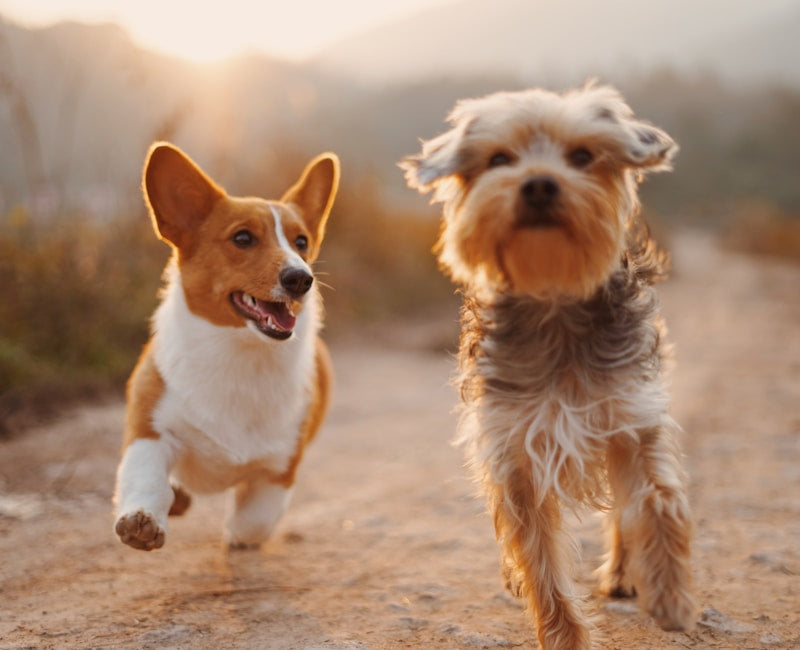 Chiens en promenade au calme