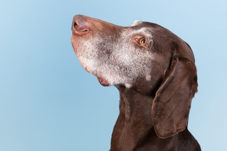 Portrait d'un chien senior